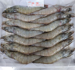 Frozen Vannamei Shrimp | Premium White Shrimp | IQF Frozen Seafood - Image 1